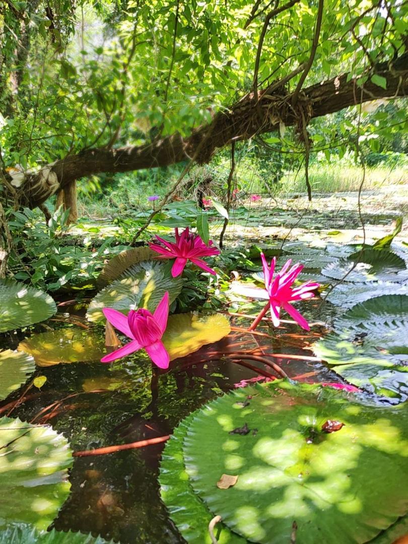 Noah'S Nest Tree House Apartment Thekkady Ngoại thất bức ảnh